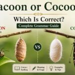 Cocoon or Cacoon
